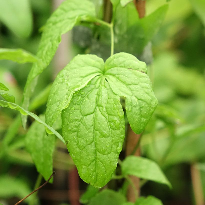 Clematis viticella Abundance - Waldrebe (Laub)