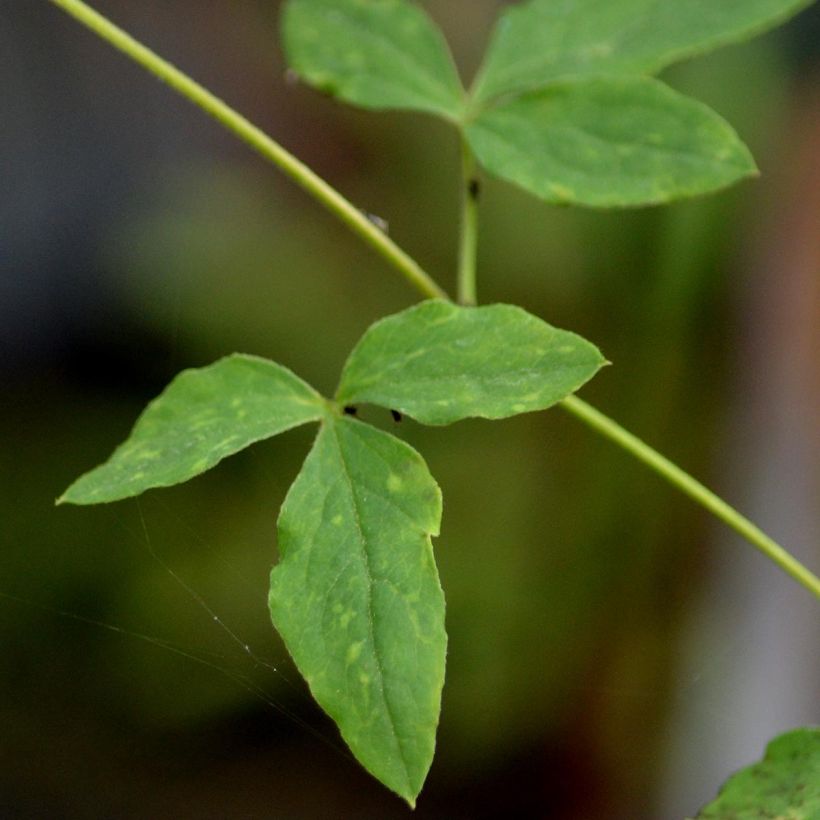 Clematis viticella Alba Luxurians - Waldrebe (Foliage)