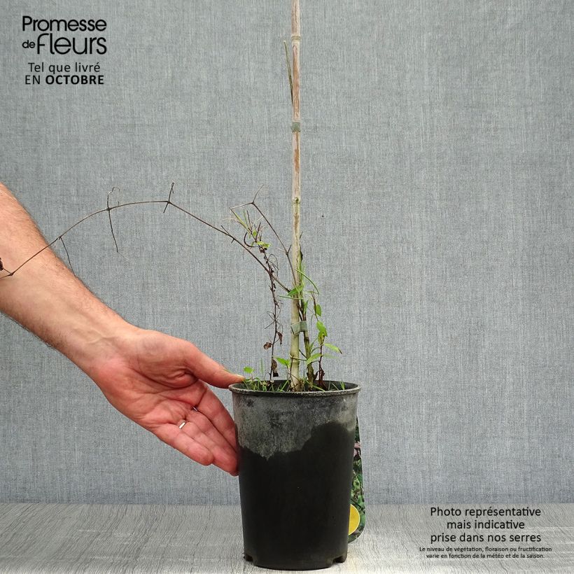 Exemplar von Clematis viticella Black Prince - Waldrebe Topf mit 2L/3L wie im Herbst geliefert