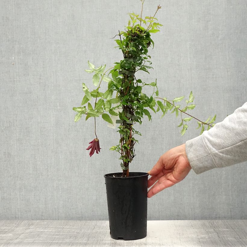 Example of Clematis viticella Glorious Day - Waldrebe Topf mit 1,5L/2L as you get in printemps