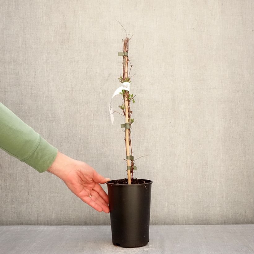 Example of Clematis viticella Glorious Surprise - Waldrebe Topf mit 2L/3L as you get in hiver