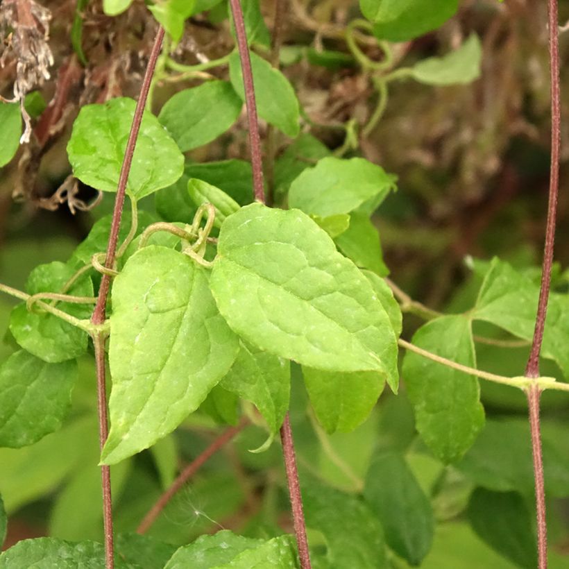 Clematis viticella Mme Julia Correvon - Waldrebe (Foliage)