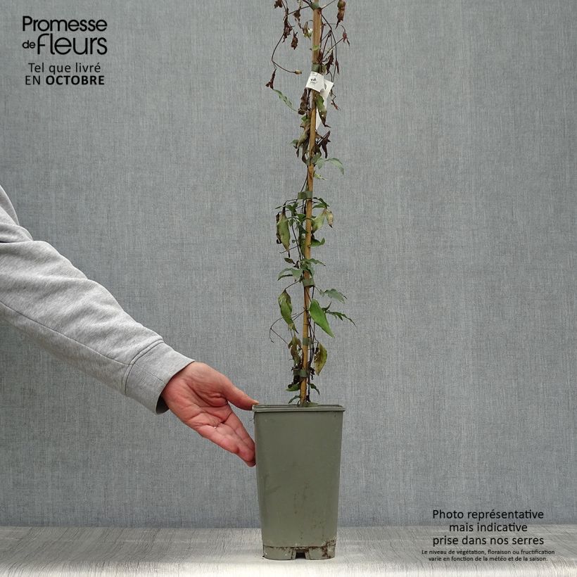 Exemplar von Clématite - Clematis viticella Panther Pot de 2L/3L wie im Herbst geliefert