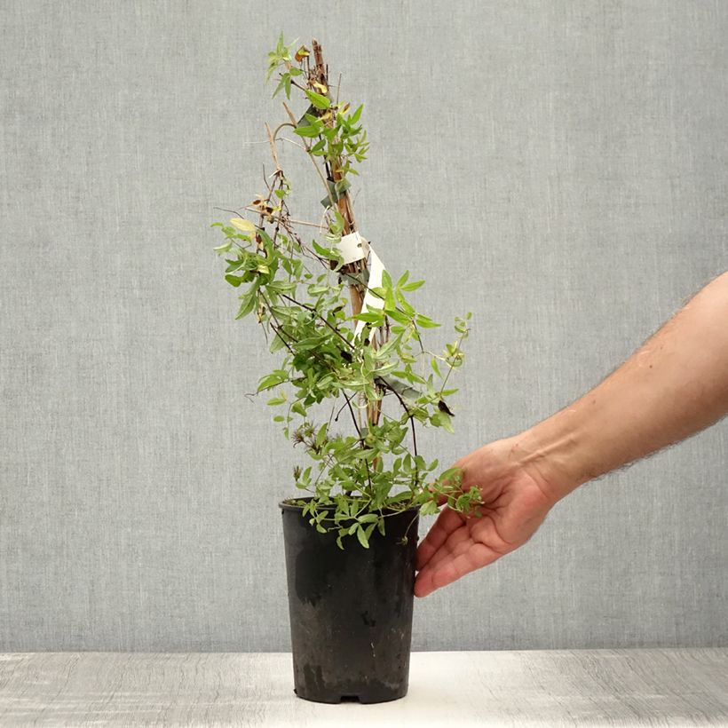 Exemplar von Clematis viticella Rosalyn - Waldrebe Topf mit 2L/3L wie im Sommer geliefert