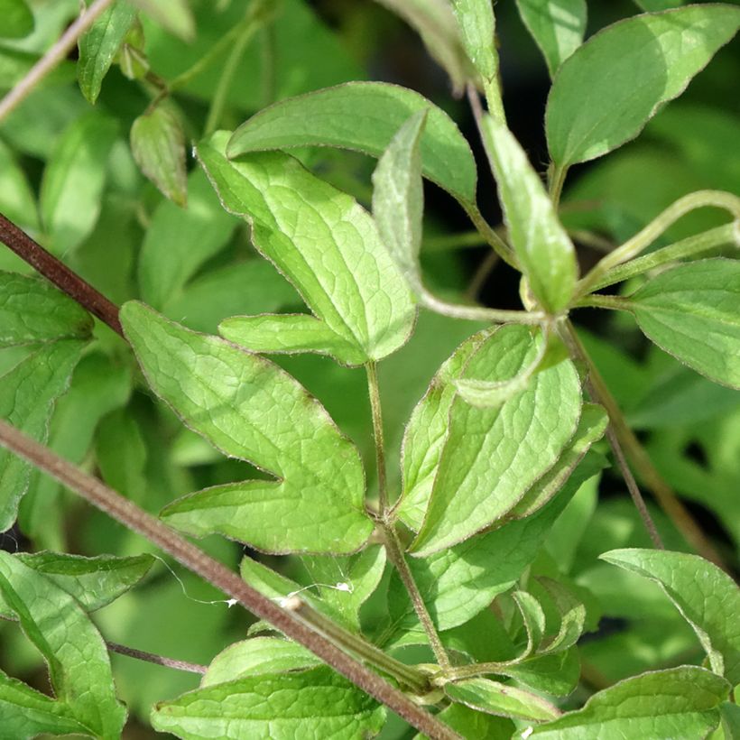 Clematis viticella Sunny Sky - Waldrebe (Foliage)