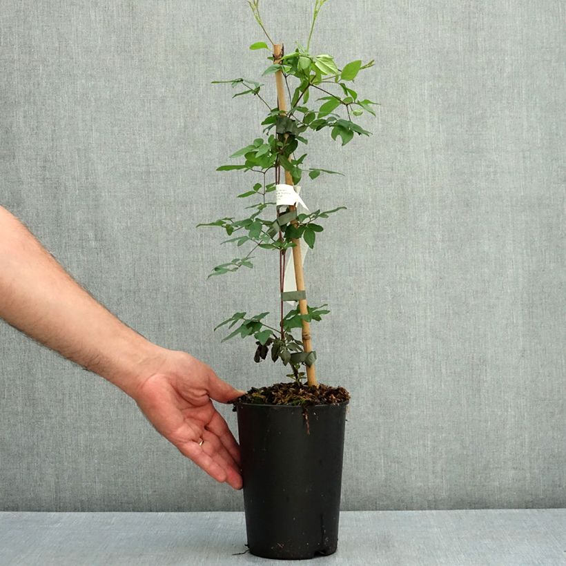Exemplar von Clematis viticella Welcome Home - Waldrebe Topf mit 2L/3L wie im Sommer geliefert