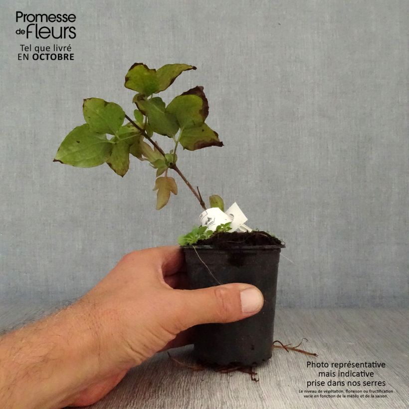 Exemplar von Waldrebe Vyvyan Pennell - Clematis Kleine Töpfe von 8/9 cm wie im Herbst geliefert