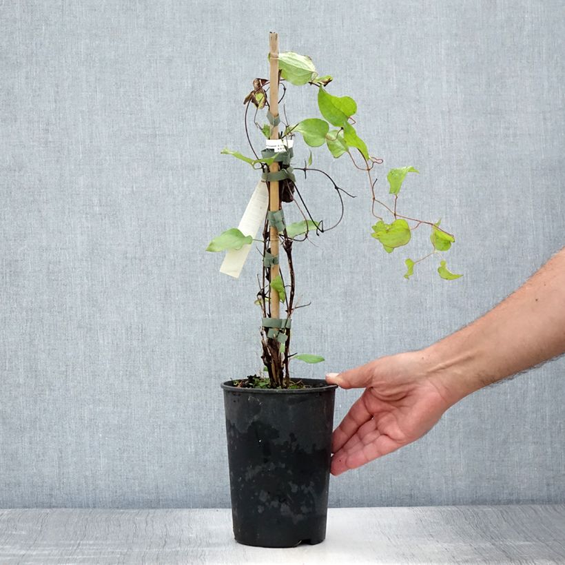 Exemplar von Waldrebe Vyvyan Pennell - Clematis Topf mit 2L/3L wie im Sommer geliefert