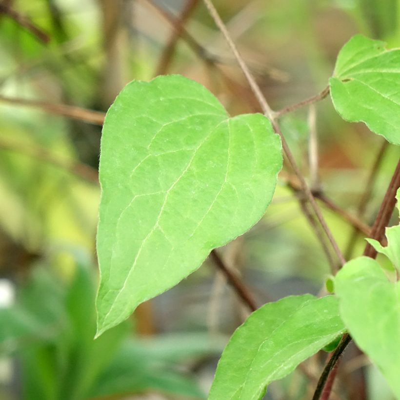 Waldrebe Warszawska Nike - Clematis (Foliage)