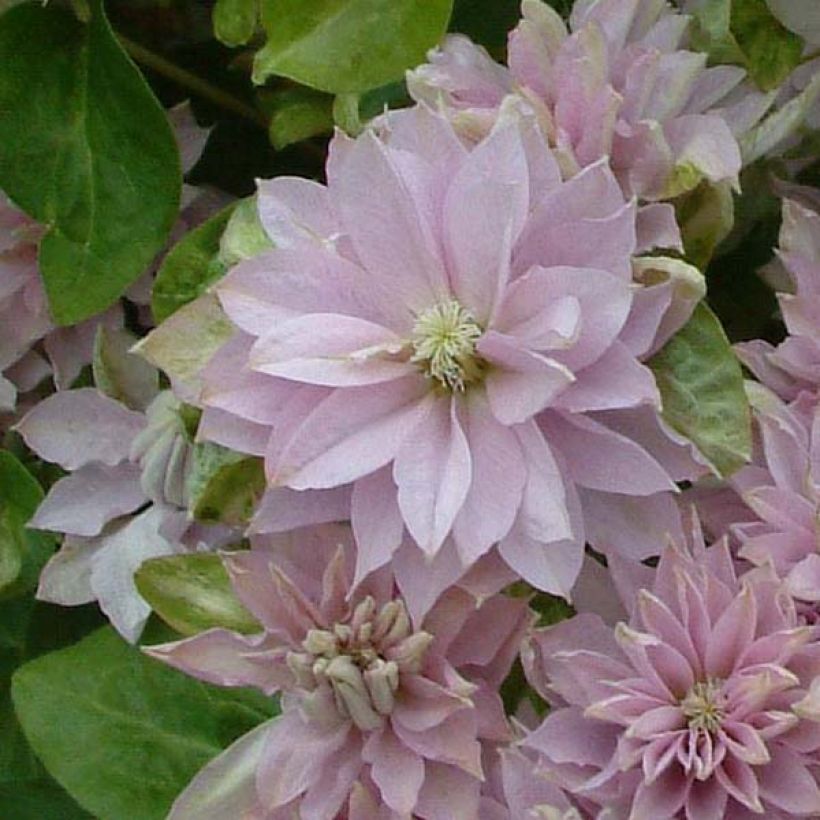 Waldrebe Dancing Queen - Clematis (Flowering)