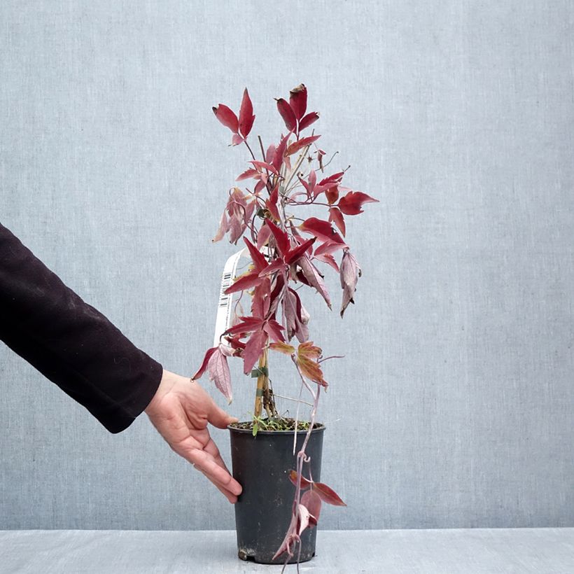 Exemplar von Clematis montana Fragrant Spring - Berg-Waldrebe Topf mit 1,5L/2L wie im Herbst geliefert