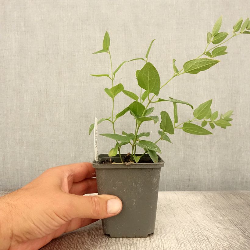 Exemplar von Clematis recta Purpurea - Waldrebe Kleine Töpfe von 8/9 cm wie im Sommer geliefert
