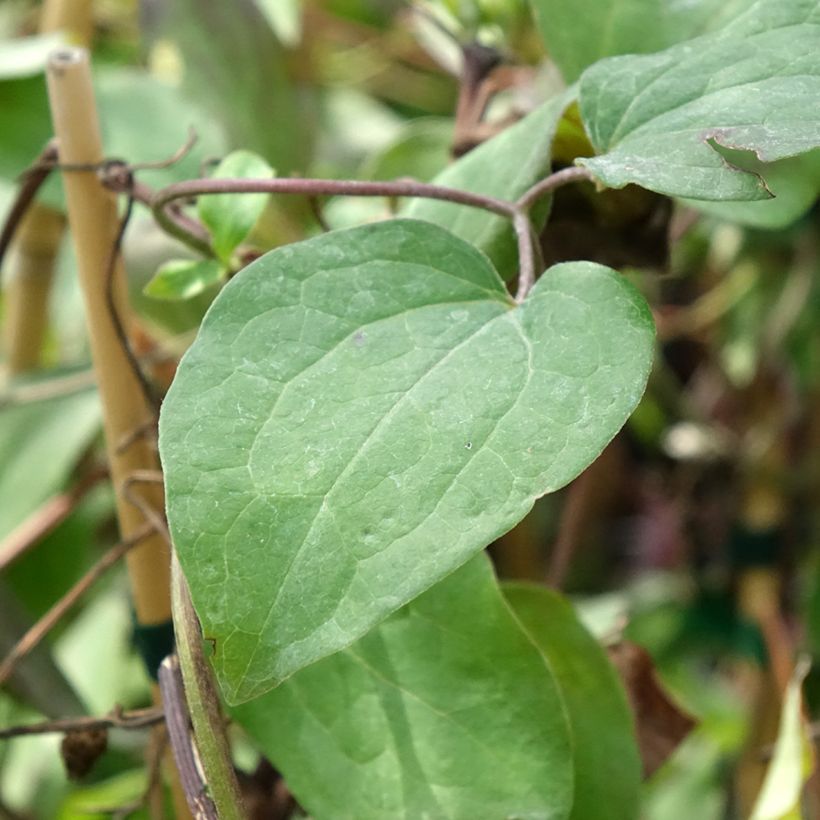 Waldrebe Honora - Clematis (Foliage)