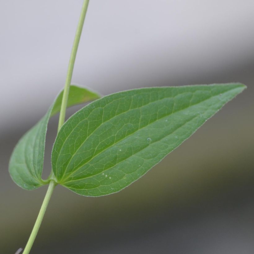Clematis integrifolia Alba - Stauden-Waldrebe (Laub)