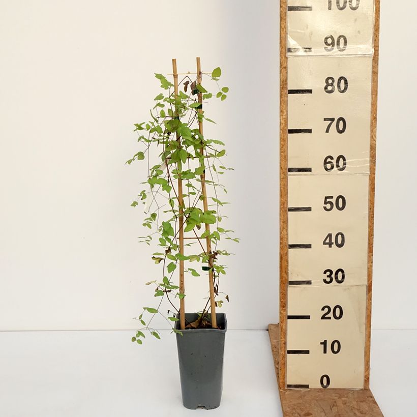 Exemplar von Clematis viticella Walemburg - Waldrebe Topf mit 1,5L/2L wie im Herbst geliefert