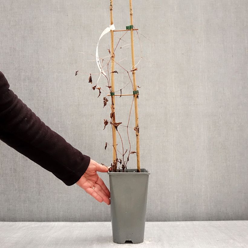 Example of Clematis viticella Walemburg - Waldrebe Topf mit 1,5L/2L as you get in hiver