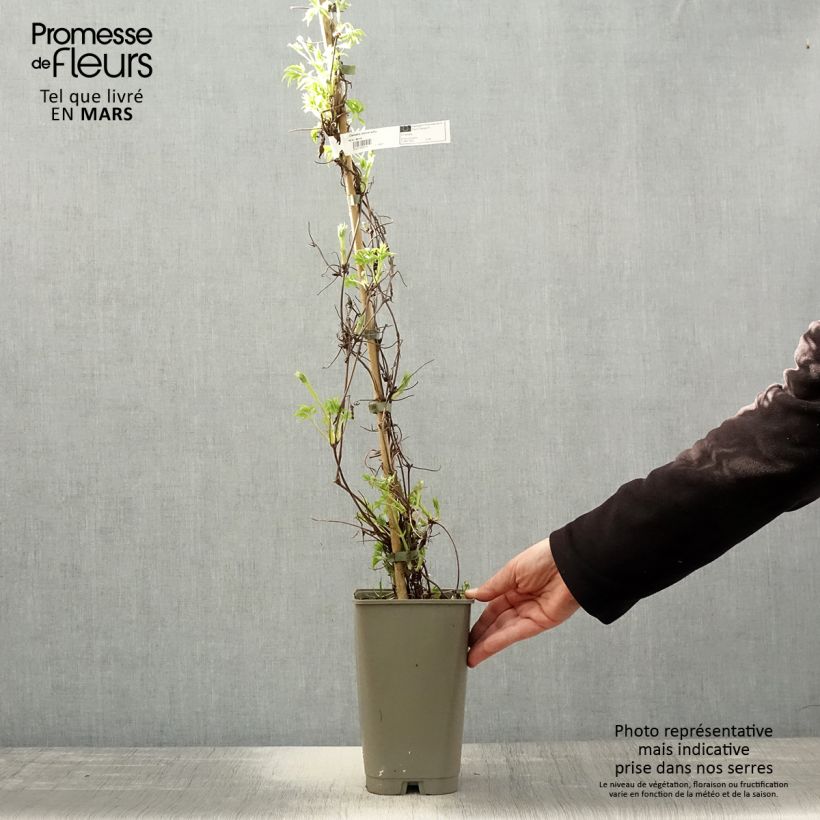 Example of Waldrebe Willy - Clematis macropetala Topf mit 2L/3L as you get in printemps