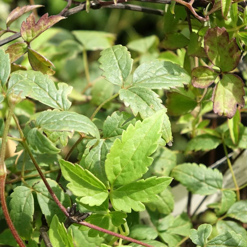 Waldrebe Willy - Clematis macropetala (Foliage)