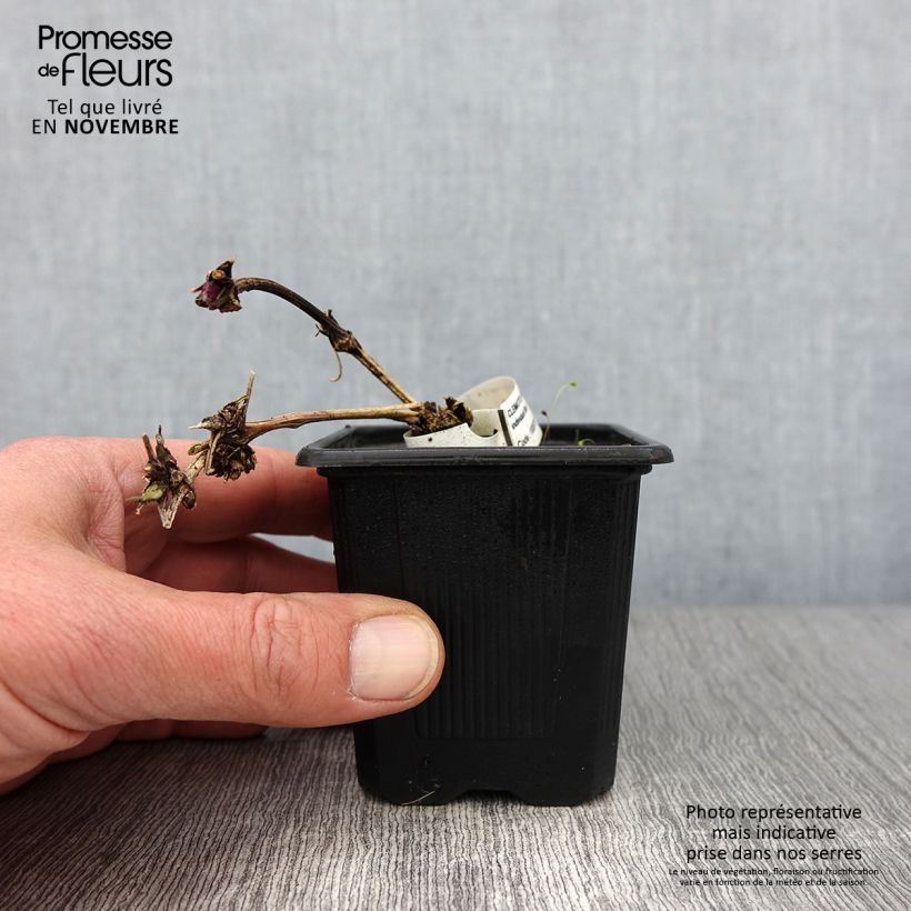 Exemplar von Clématite macropetala Godet de 8/9 cm wie im Herbst geliefert