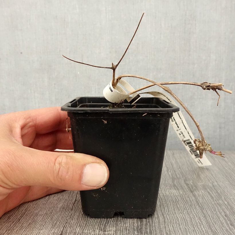 Example of Clematis macropetala - Waldrebe Kleine Töpfe von 8/9 cm as you get in printemps