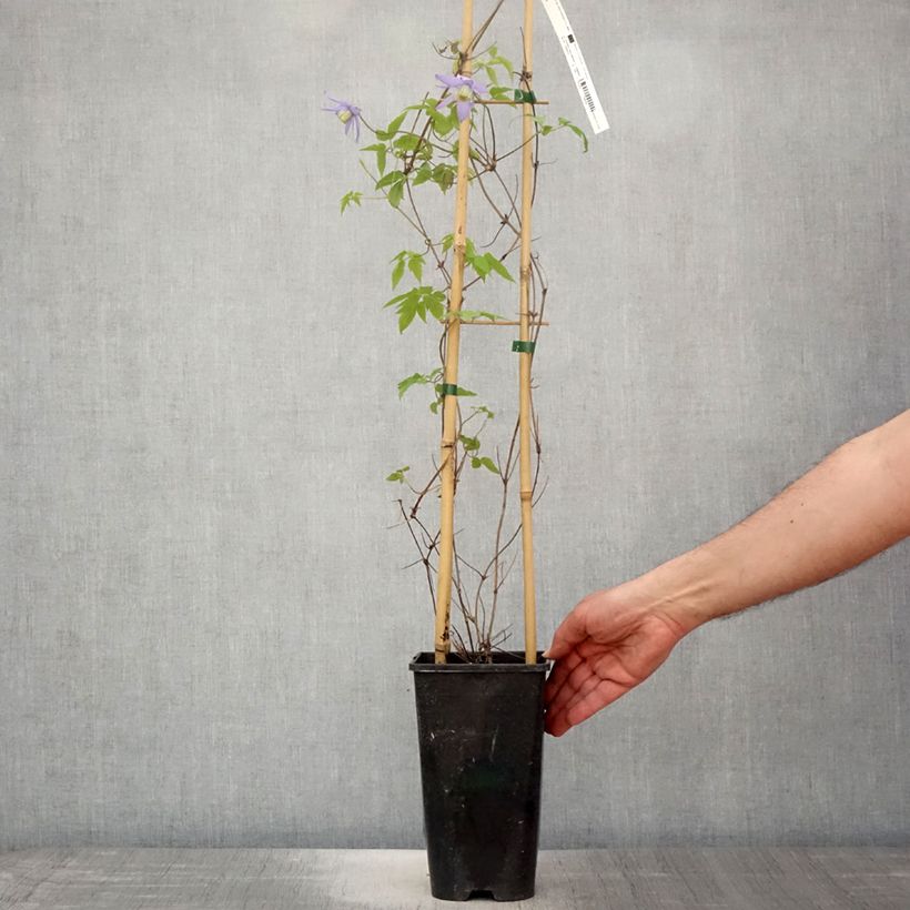 Example of Clematis macropetala - Waldrebe Topf mit 3L/4L as you get in printemps