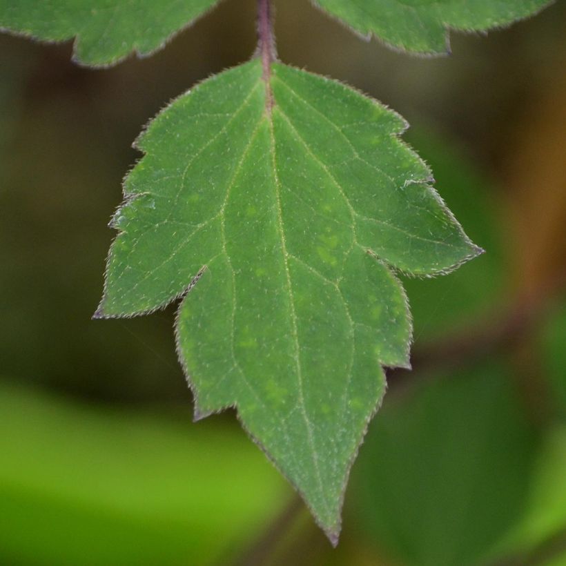 Clematis montana Giant Star - Berg-Waldrebe (Foliage)