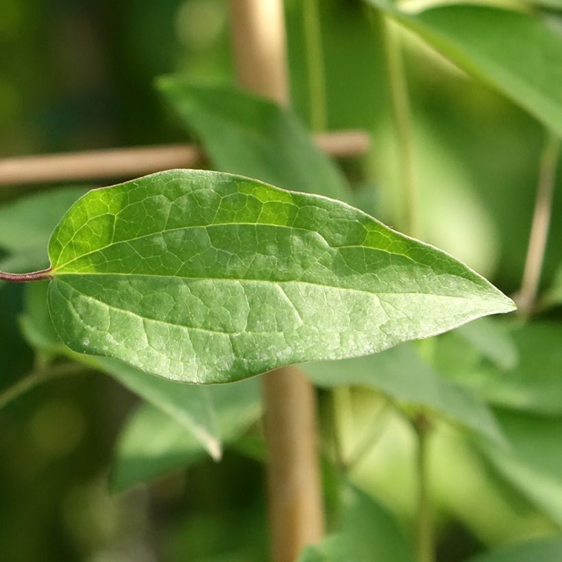 Waldrebe Saphyra Violetta - Clematis (Laub)