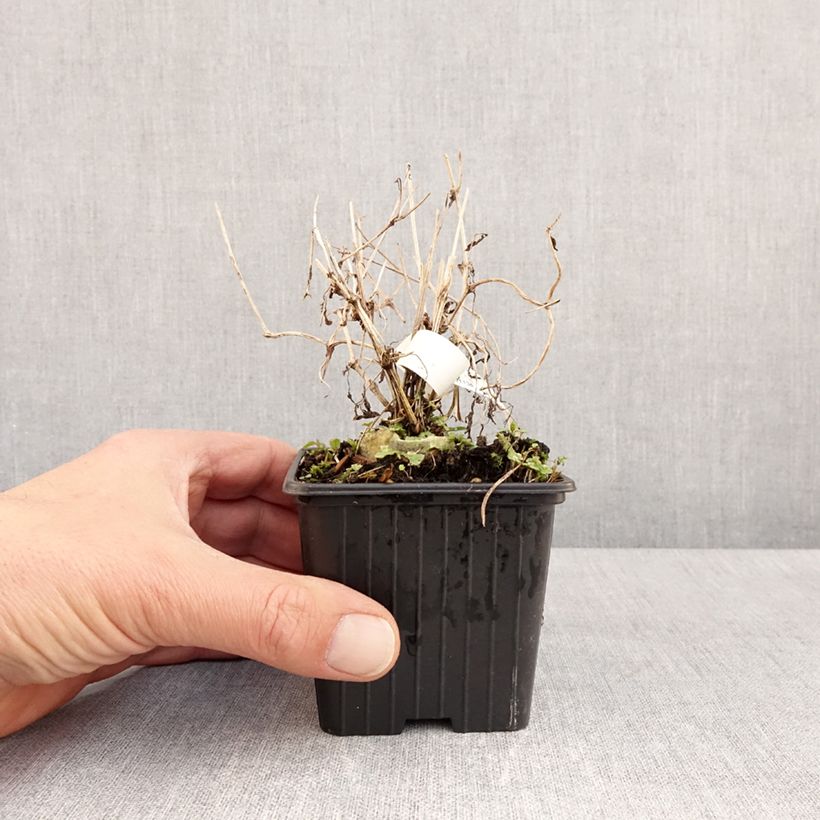 Example of Clematis tibetana subsp. tangutica - Waldrebe Kleine Töpfe von 8/9 cm as you get in printemps