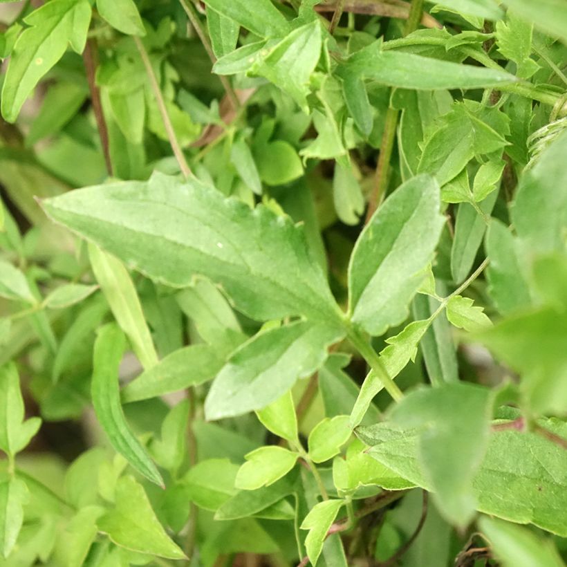 Clematis tibetana subsp. tangutica - Waldrebe (Foliage)
