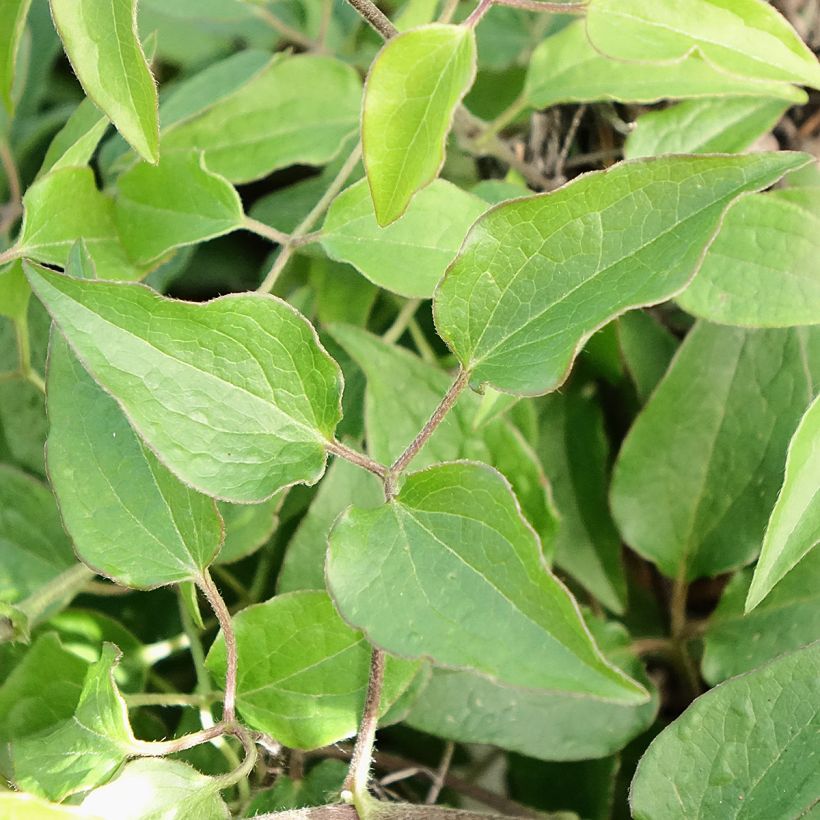Waldrebe Tranquilite - Clematis (Laub)