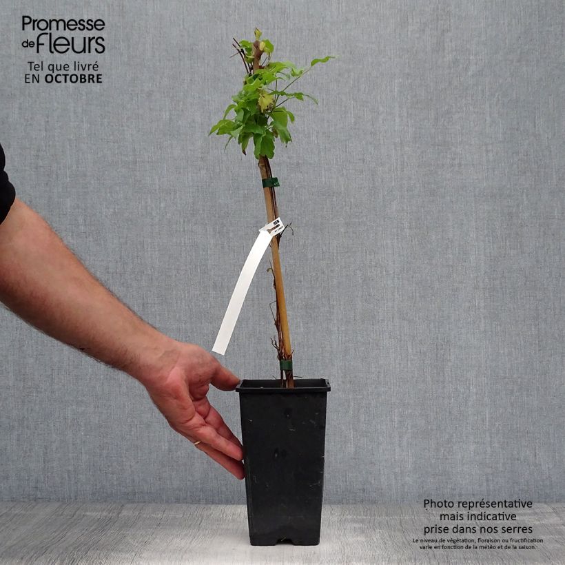 Exemplar von Clematis viticella Dark Eyes - Waldrebe Topf mit 1,5L/2L wie im Herbst geliefert