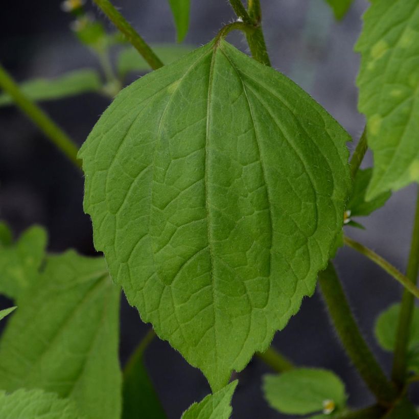 Clematis viticella Purpurea Plena Elegans - Waldrebe (Foliage)