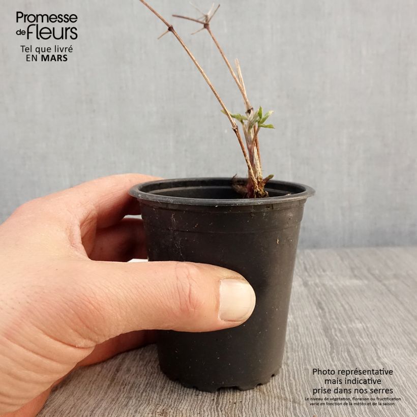 Example of Clematis viticella Purpurea Plena Elegans - Waldrebe Kleine Töpfe von 8/9 cm as you get in printemps