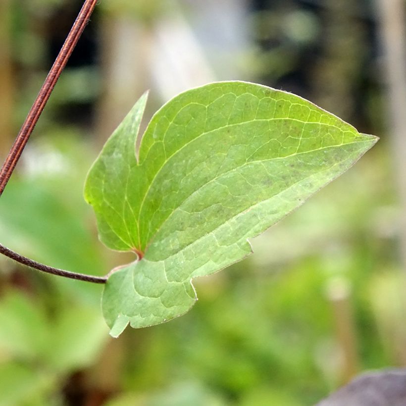 Waldrebe Vostock - Clematis (Laub)