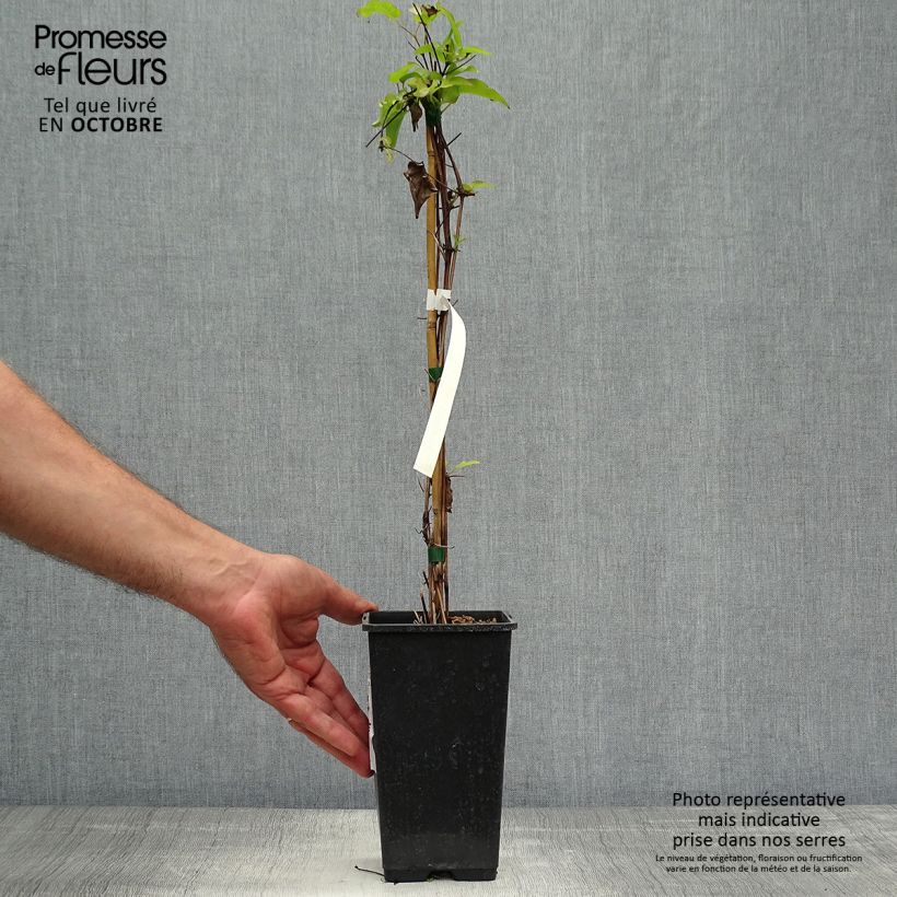 Exemplar von Waldrebe Wildfire - Clematis Topf mit 1,5L/2L wie im Herbst geliefert