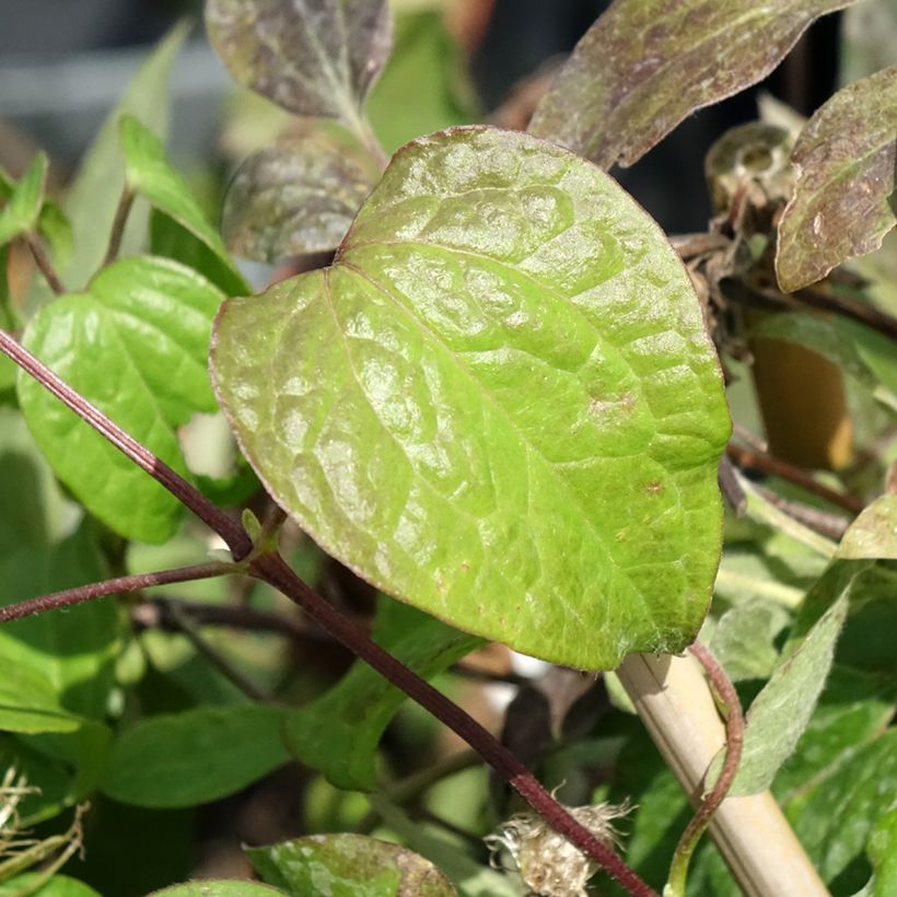 Waldrebe Wildfire - Clematis (Foliage)
