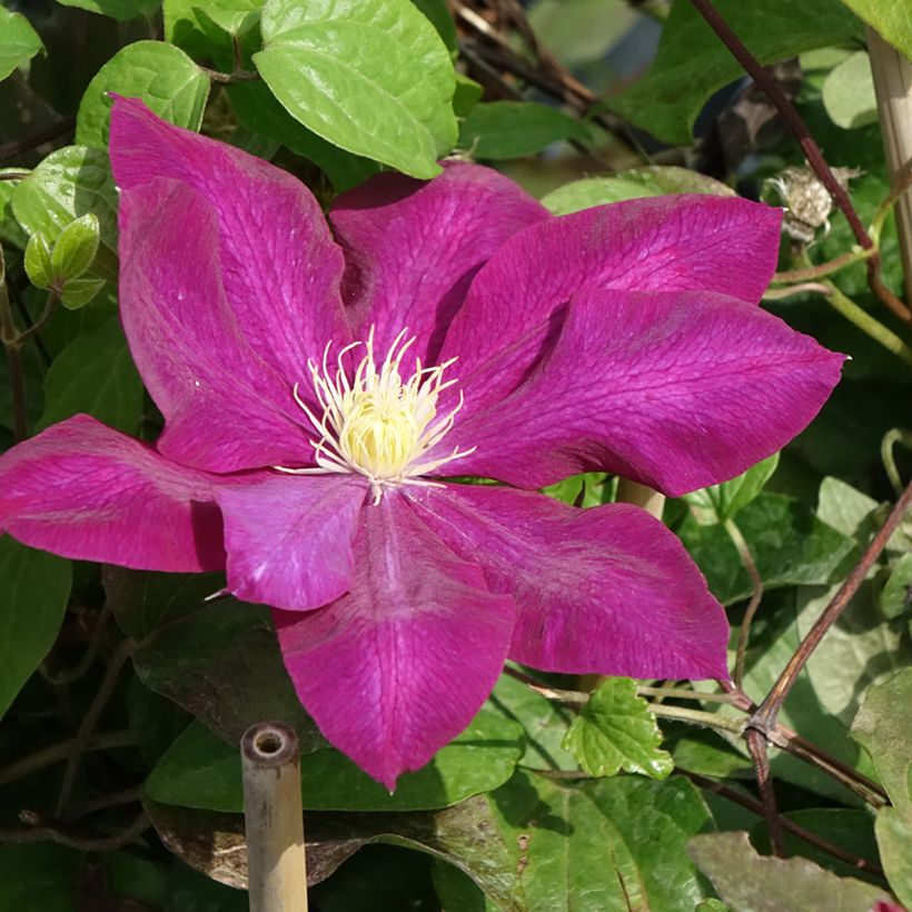 Waldrebe Wildfire - Clematis (Flowering)