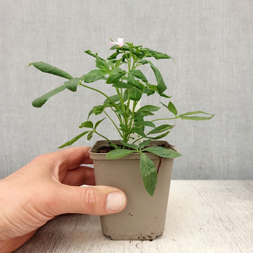 Example of Spinnenpflanze Senorita Carolina - Cleome Kleine Töpfe von 8/9 cm as you get in printemps