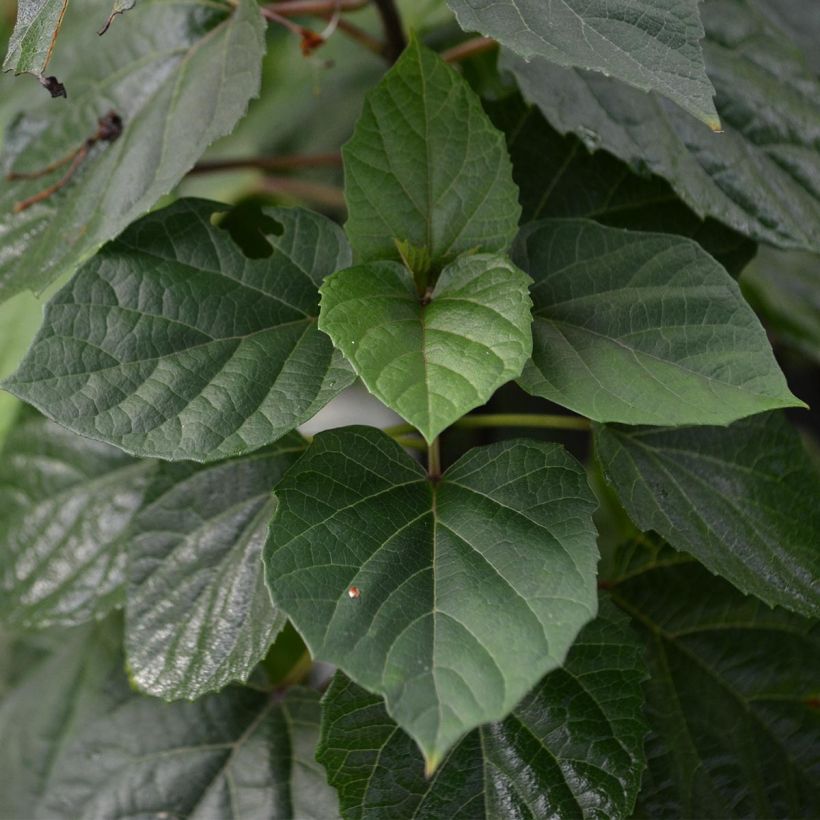 China Losbaum - Clerodendrum bungei (Foliage)