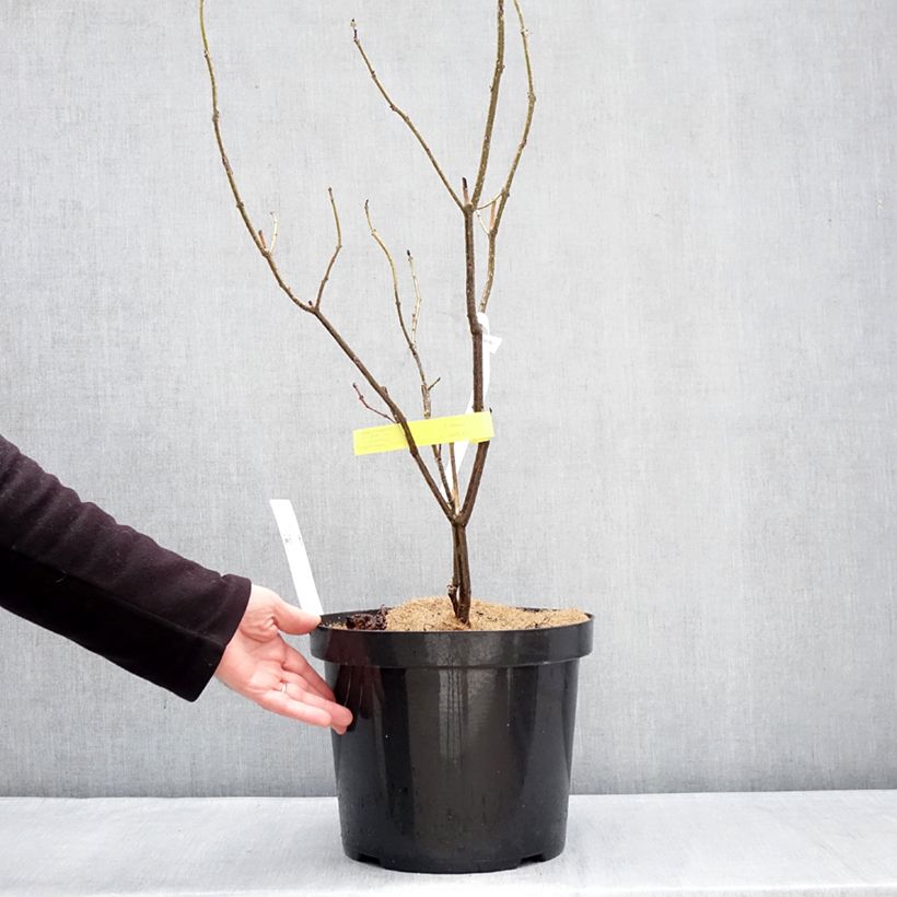 Example of China Losbaum - Clerodendrum bungei Topf mit 7,5L/10L as you get in hiver