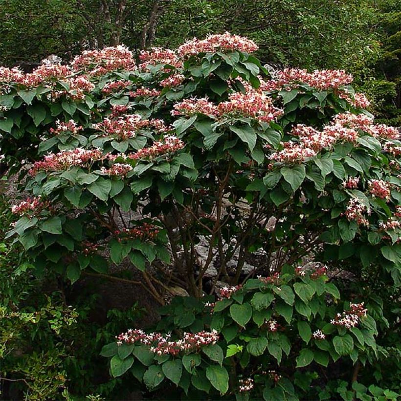 Japanischer Losbaum - Clerodendrum trichotomum (Wuchs)