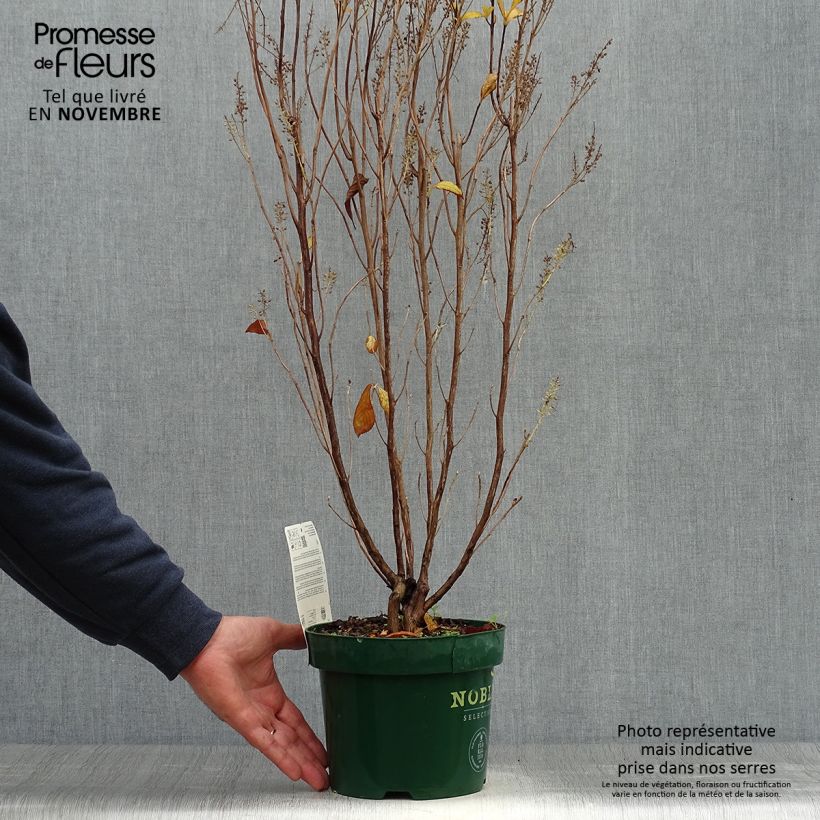 Exemplar von Clethra alnifolia Anne Bidwell - Scheineller Topf mit 2L/3L wie im Herbst geliefert