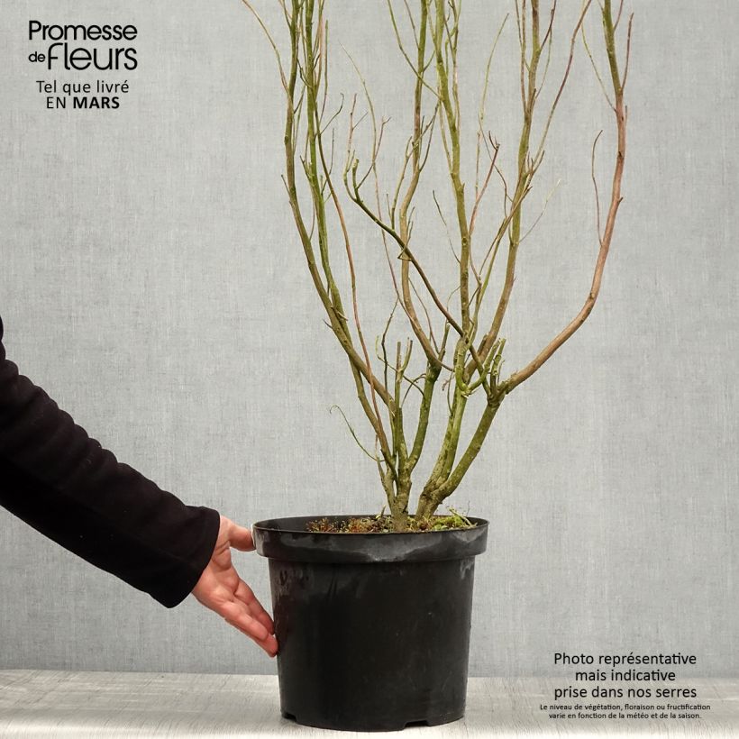 Example of Clethra alnifolia Anne Bidwell - Scheineller Topf mit 7,5L/10L as you get in printemps