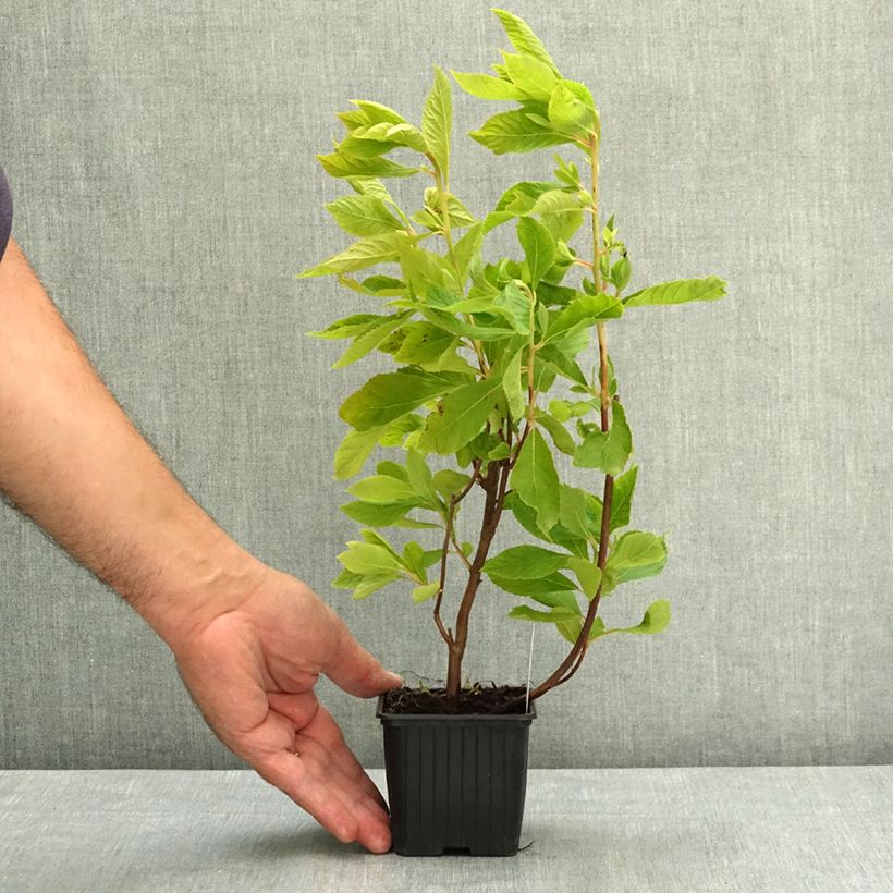 Exemplar von Clethra alnifolia - Scheineller Kleine Töpfe von 8/9 cm wie im Sommer geliefert