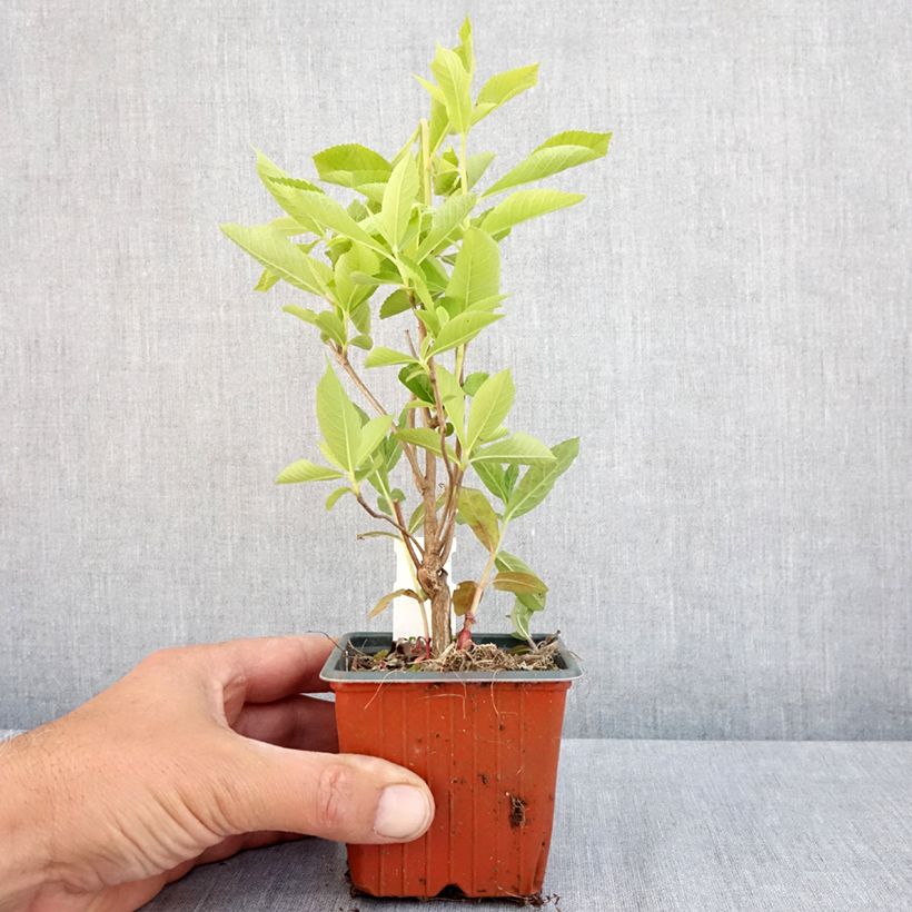 Example of Clethra alnifolia - Scheineller Kleine Töpfe von 8/9 cm as you get in printemps