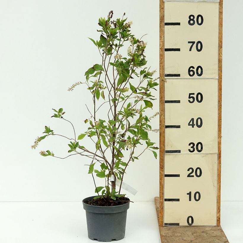 Exemplar von Clethra alnifolia Pink Spire - Scheineller Topf mit 3L/4L wie im Sommer geliefert