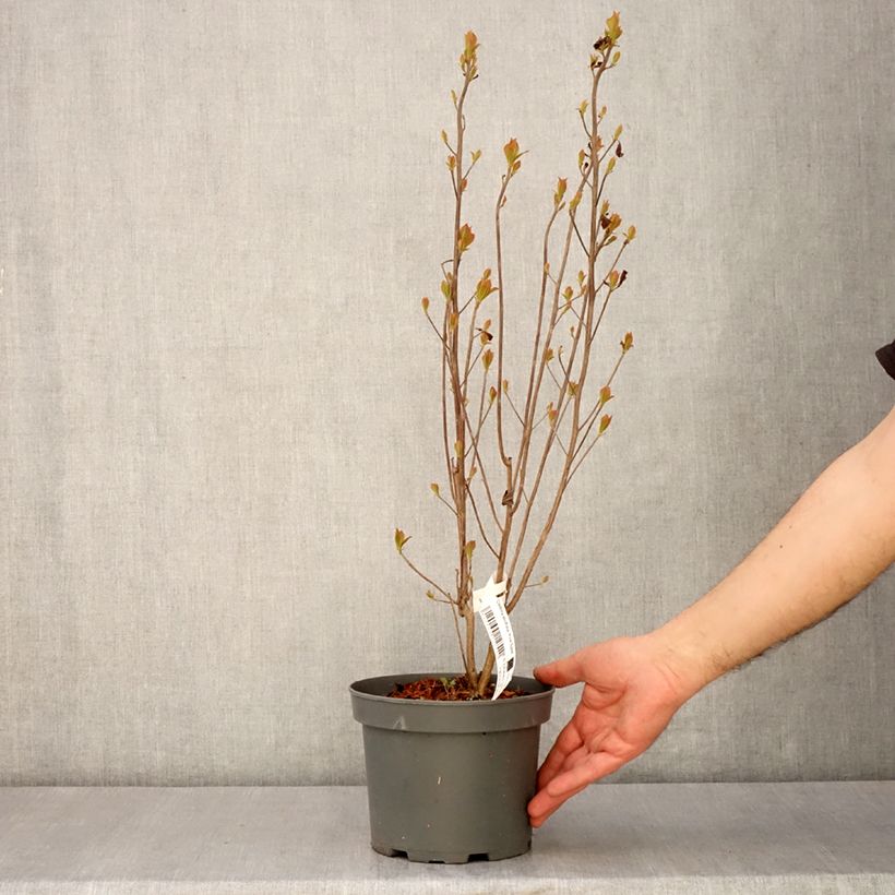 Example of Clethra alnifolia Pink Spire - Scheineller Topf mit 3L/4L as you get in printemps