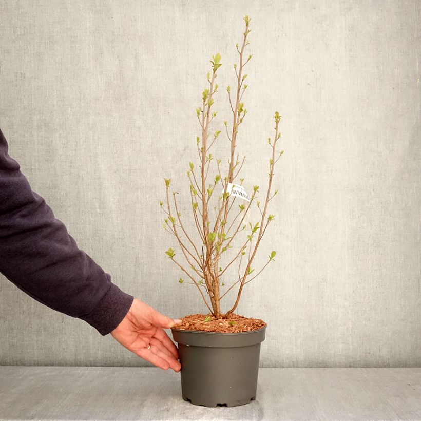 Exemplar von Clethra alnifolia Rosea - Scheineller Topf mit 3L/4L wie im Frühjahr geliefert