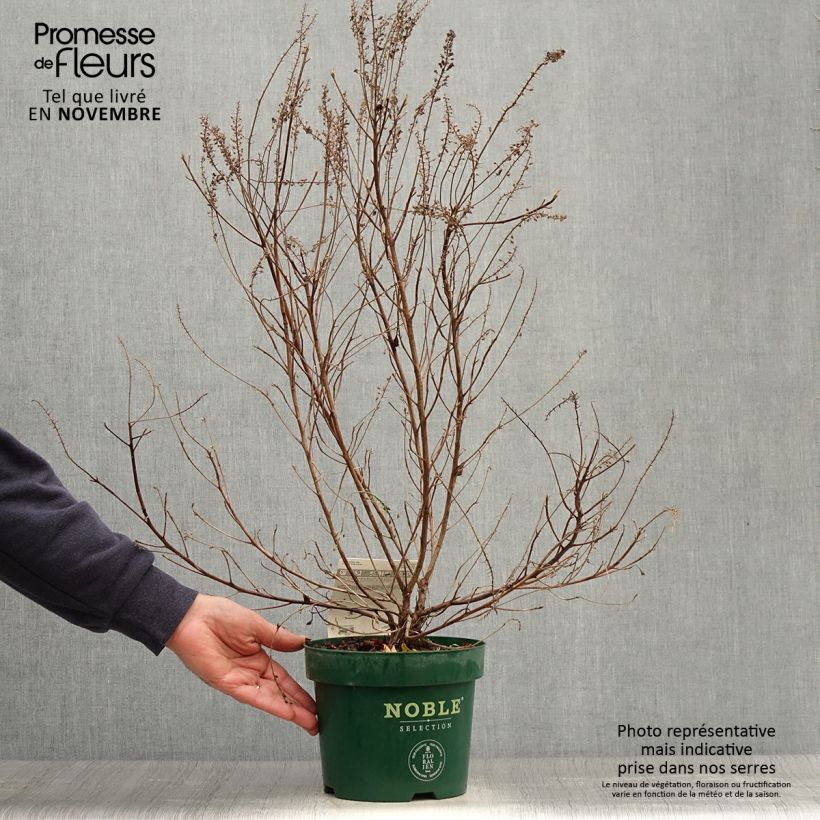 Exemplar von Clethra alnifolia Sixteen Candles - Scheineller Topf mit 2L/3L wie im Herbst geliefert