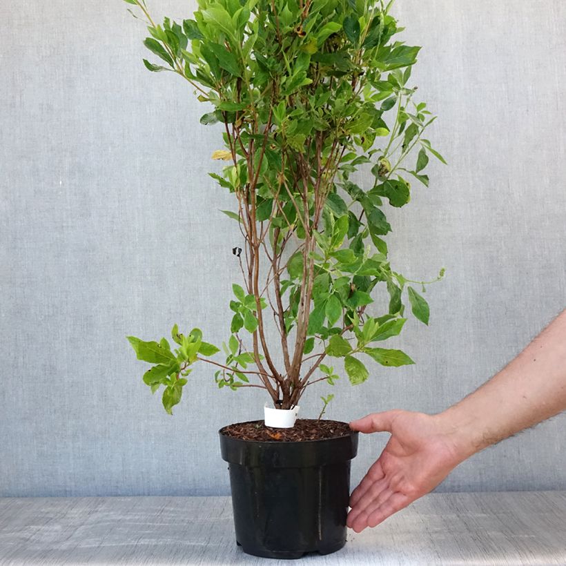 Exemplar von Clethra alnifolia Vanilla Spice - Scheineller Topf mit 2L/3L wie im Sommer geliefert
